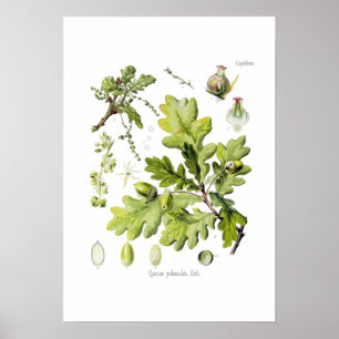 Quercus pedunculata: syn.Q robur. (Engelse eik) Poster