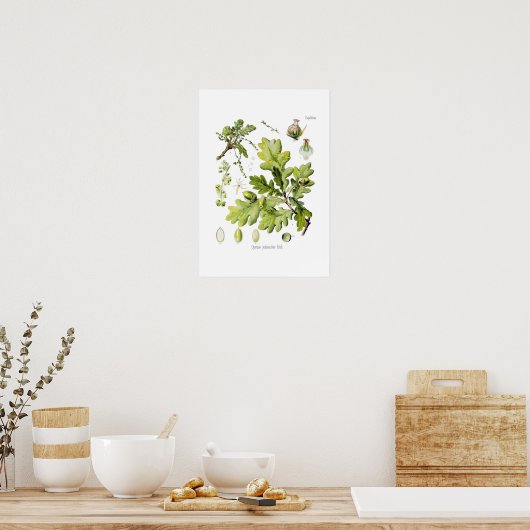 Quercus pedunculata: syn.Q robur. (Engelse eik) Poster (Keuken)