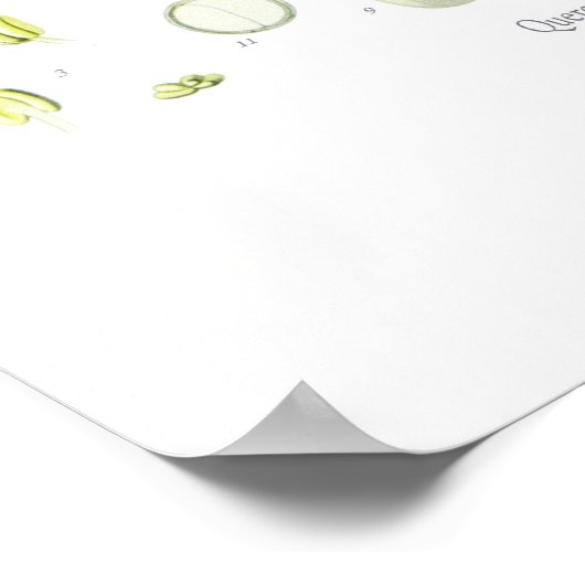 Quercus sessiliflora (Sessile Oak) Poster (Hoek)