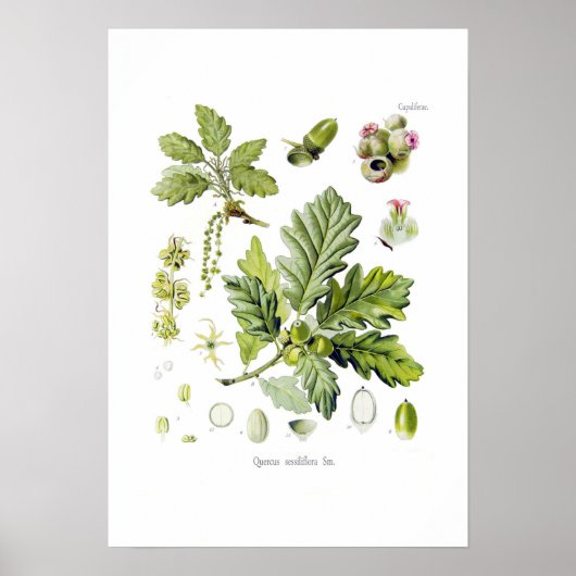 Quercus sessiliflora (Sessile Oak) Poster (Voorkant)