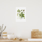 Quercus sessiliflora (Sessile Oak) Poster (Keuken)