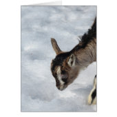 Qu'est-ce que c'est ? (Devant)