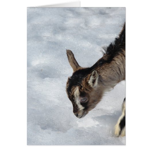 Qu'est-ce que c'est ? (Devant)