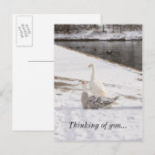 Qu'est-ce que Goose penser de vous carte postale (Devant / Derrière)