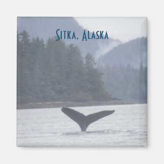 Queue de baleine Sitka Magnet Alaska