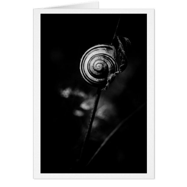 queue de l'escargot (Devant)