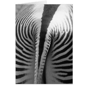 Queue de Zebra