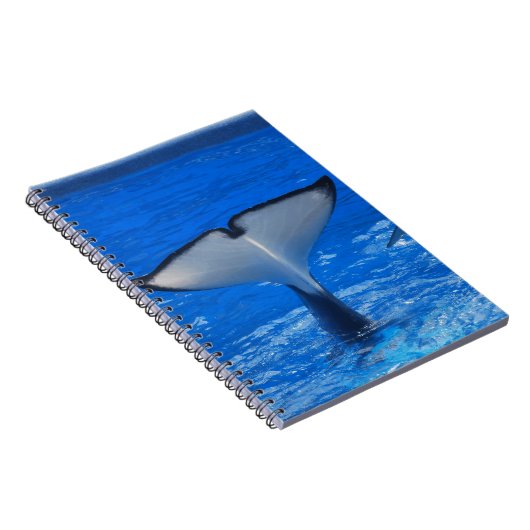 Queue d'un carnet de baleine (Côté Droit)