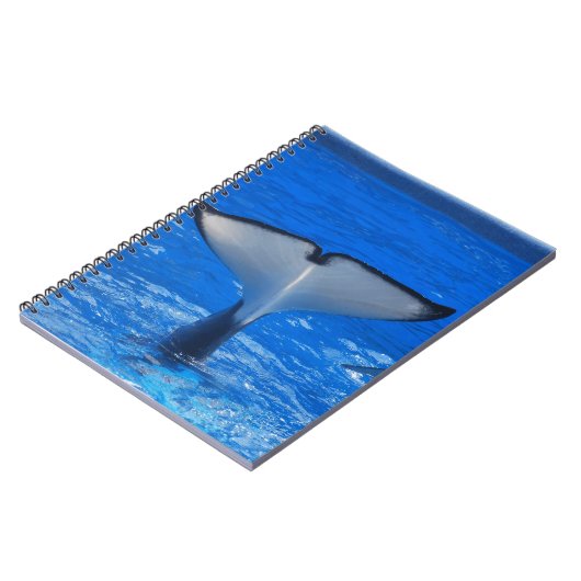 Queue d'un carnet de baleine (Côté gauche)