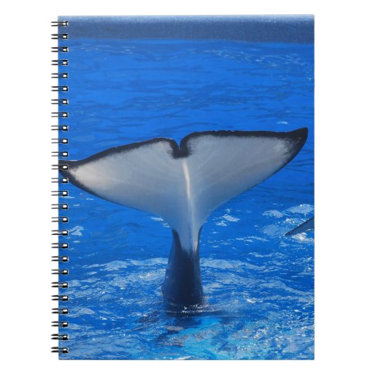 Queue d'un carnet de baleine (Devant)