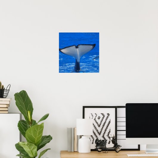 Queue d'une affiche de baleine (Bureau à domicile)