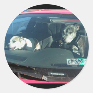 Qui a laissé sortir les chiens ? Autocollants