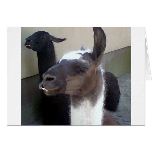 Qui moi ? Zoo Llama (Devant horizontal)