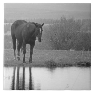 Quiet Reflectionz ~ Horse Photo Tile Tegeltje