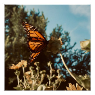 Quiet Wings Perfect Poster