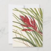 Quill-Leaf Tillandsia van Mary Vaux Walcott Notitiekaartje (Voorkant)