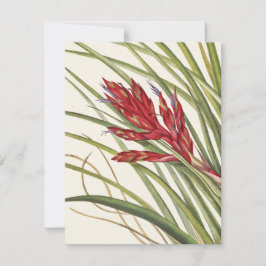Quill-Leaf Tillandsia van Mary Vaux Walcott Notitiekaartje