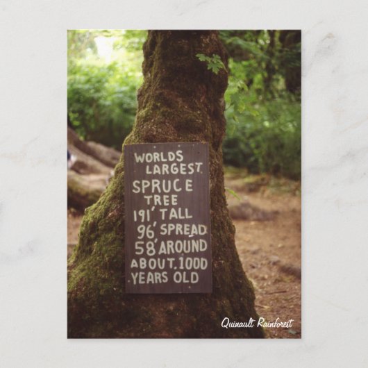 Quinault Rainforest Briefkaart (Voorkant)