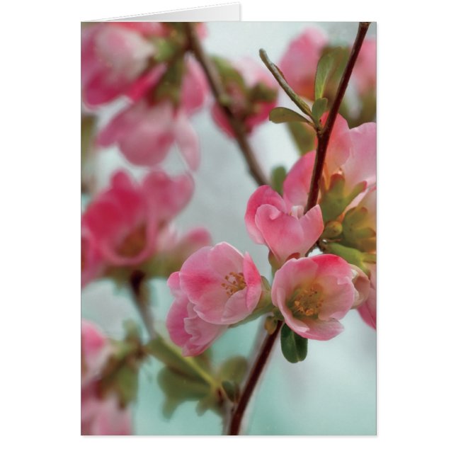 Quince blossoms (Devant)
