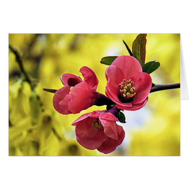 Quince japonaise (Devant horizontal)