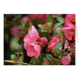 Quince rose printanier