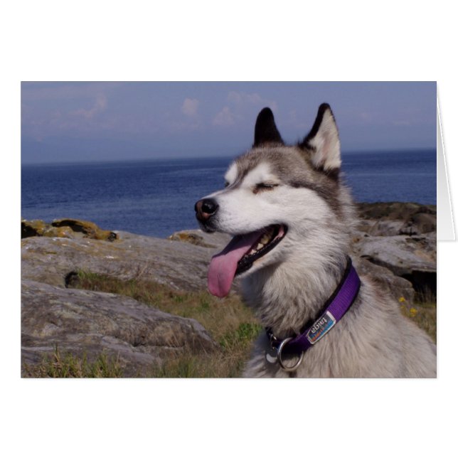 QuinnDog au bord de la mer (Devant horizontal)