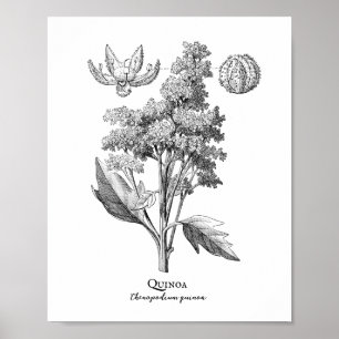 Quinoa  Botanische illustratie Poster