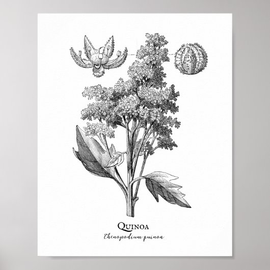 Quinoa Botanische illustratie Poster (Voorkant)