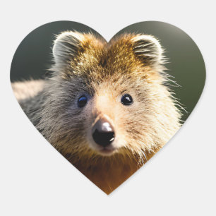 Quintin Le Ginger Quokka, Stickers Coeur