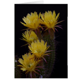 Quintuple of cactus bloemen