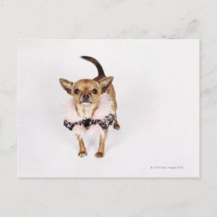 Quirky portret van een Teacup Chihuahua Briefkaart
