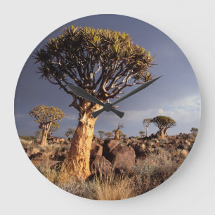 Quiver Trees (Aloe Dichotoma) Grote Klok