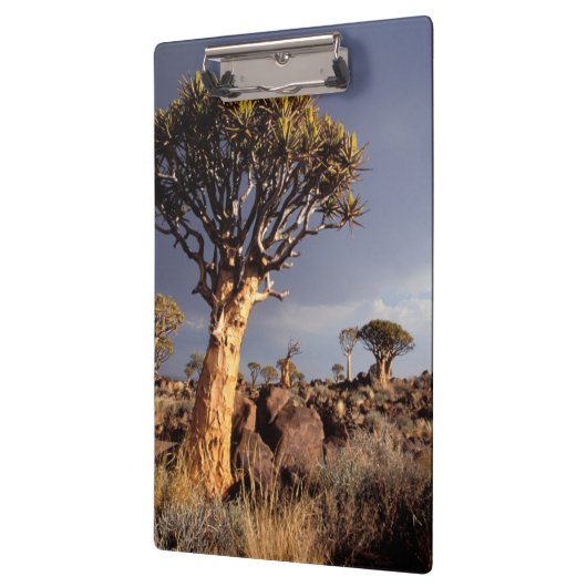 Quiver Trees (Aloe Dichotoma) Klembord (Links)