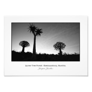 Quiver Trees op Sunset Foto Afdruk