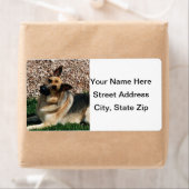 Quizzical German Shepherd Etiket (Insitu)