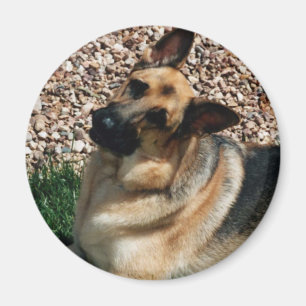 Quizzical German Shepherd Magneet