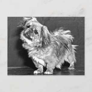 Quizzicle Pekingese Briefkaart