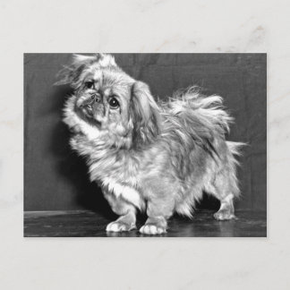 Quizzicle Pekingese Briefkaart