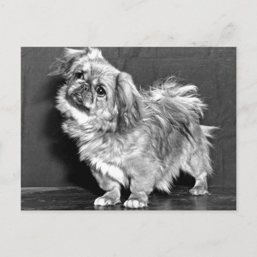 Quizzicle Pekingese Briefkaart (Voorkant)