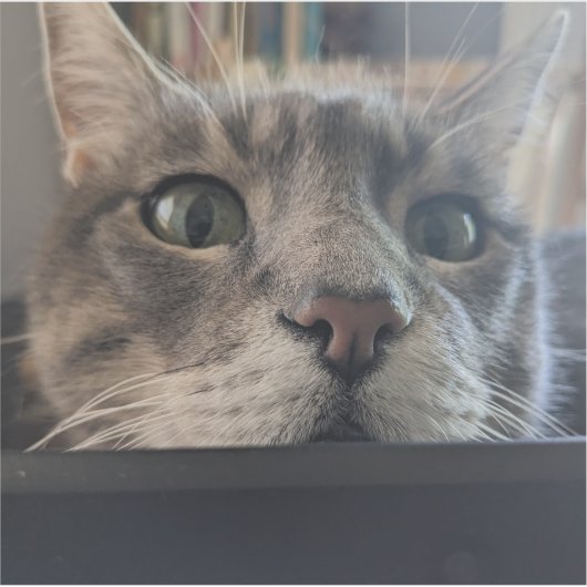 Quoi de neuf, Cat ? Sticker 3" Vinyl (Devant)