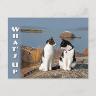 Quoi de neuf CC0553 Chat conversation Carte postal