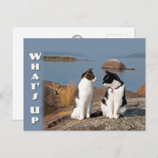 Quoi de neuf CC0553 Chat conversation Carte postal (Devant / Derrière)