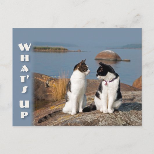 Quoi de neuf CC0553 Chat conversation Carte postal (Devant)