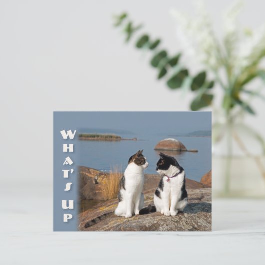 Quoi de neuf CC0553 Chat conversation Carte postal (Debout devant)