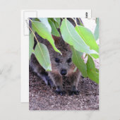 Quokka Briefkaart (Voorkant / Achterkant)