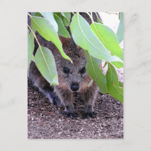 Quokka Briefkaart
