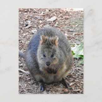 Quokka Briefkaart