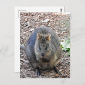 Quokka Briefkaart (Voorkant / Achterkant)