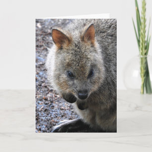 Quokka Kaart