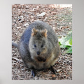 Quokka Poster (Voorkant)